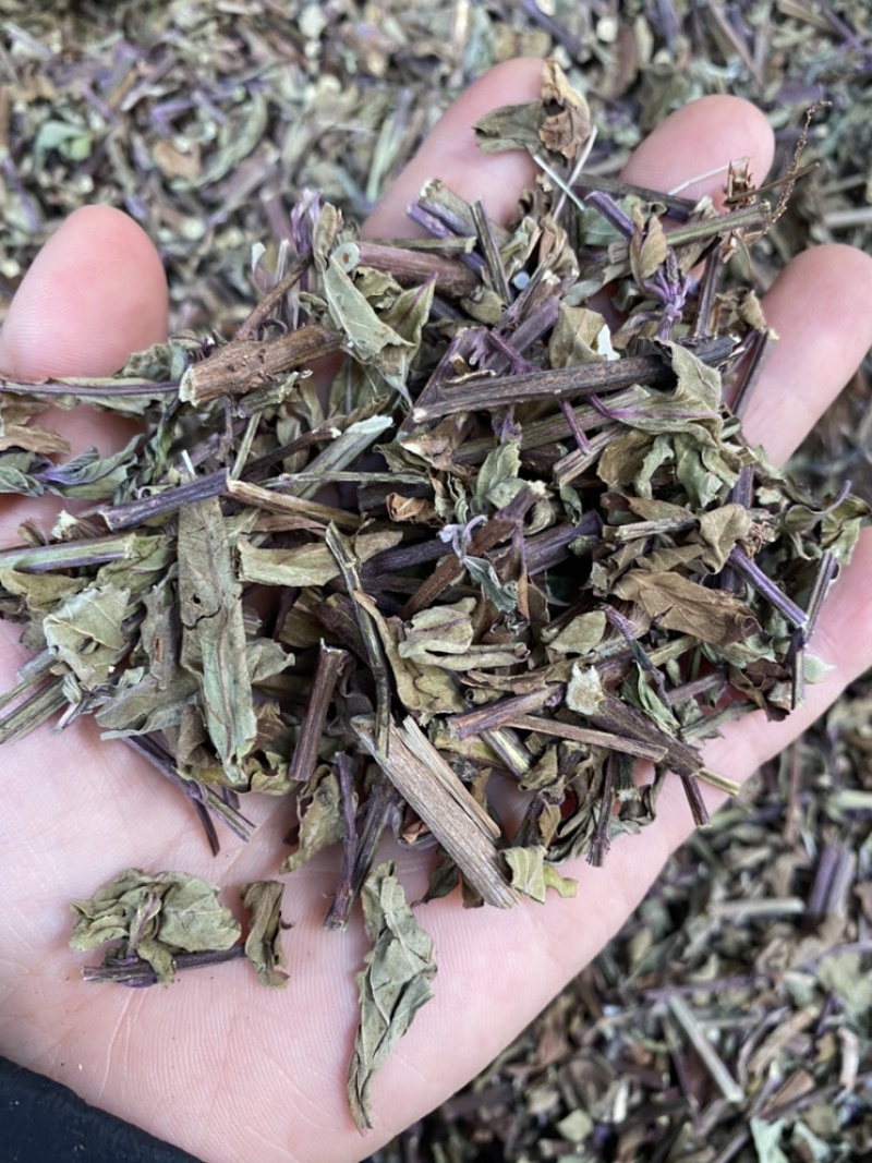 出售各种规格猫须草颜色好袋茶包原材料