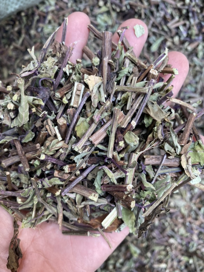 出售各种规格猫须草颜色好袋茶包原材料