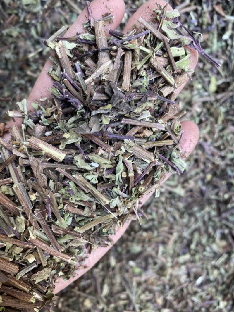 出售各种规格猫须草颜色好袋茶包原材料