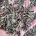 出售各种规格猫须草颜色好袋茶包原材料