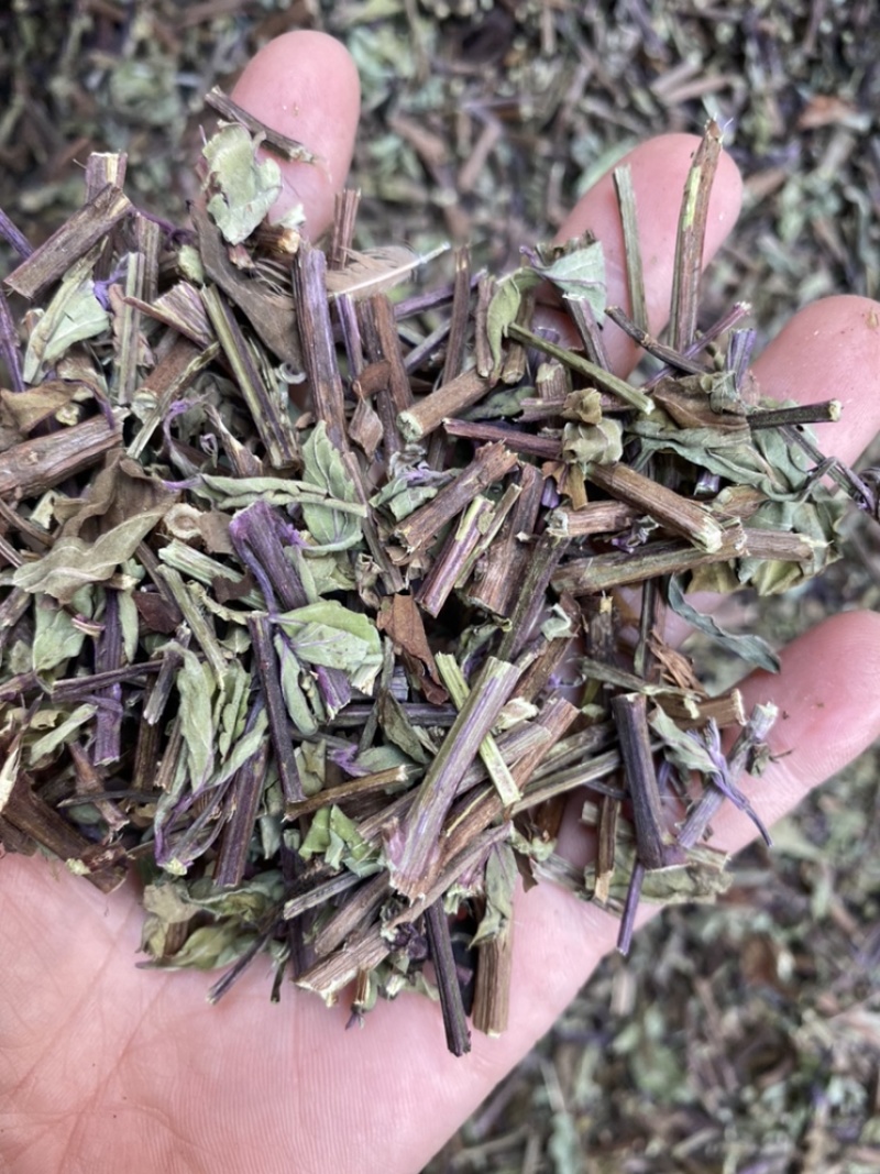 出售各种规格猫须草颜色好袋茶包原材料