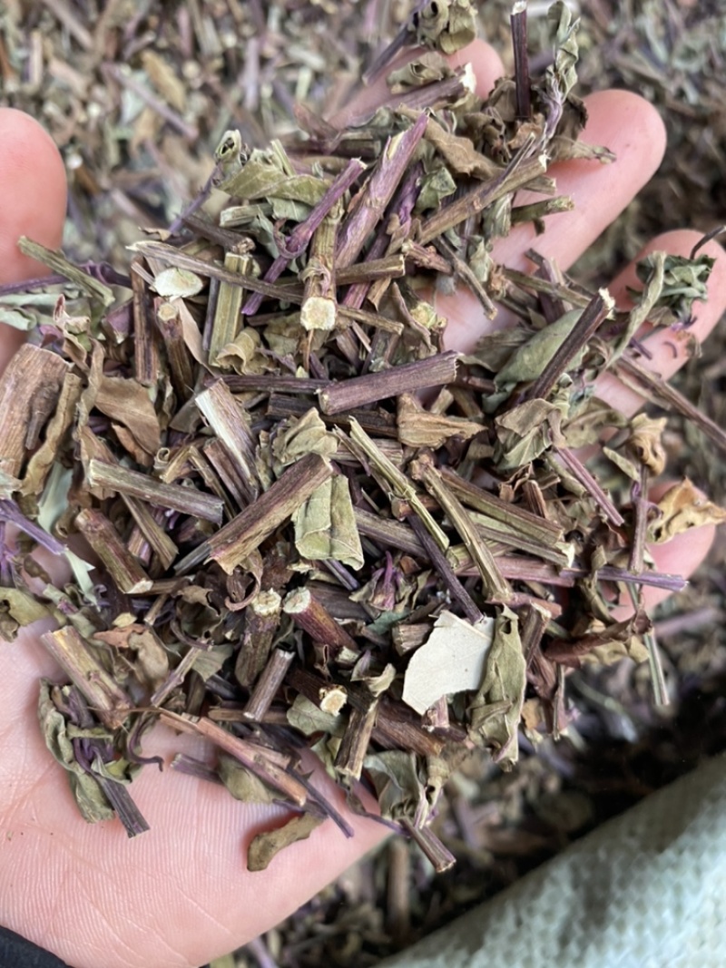 出售各种规格猫须草颜色好袋茶包原材料