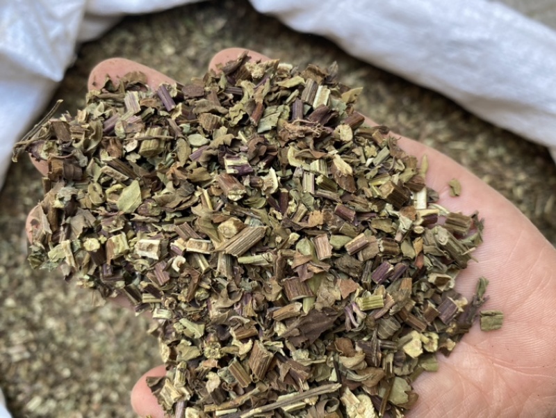出售各种规格猫须草颜色好袋茶包原材料