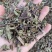 出售各种规格猫须草颜色好袋茶包原材料