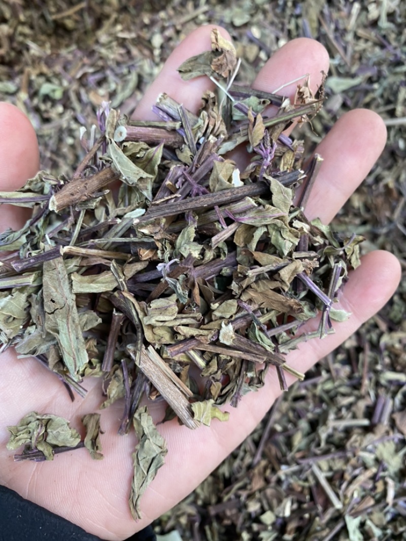 出售各种规格猫须草颜色好袋茶包原材料