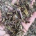 出售各种规格猫须草颜色好袋茶包原材料