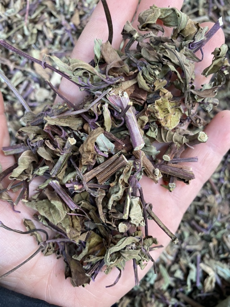 出售各种规格猫须草颜色好袋茶包原材料