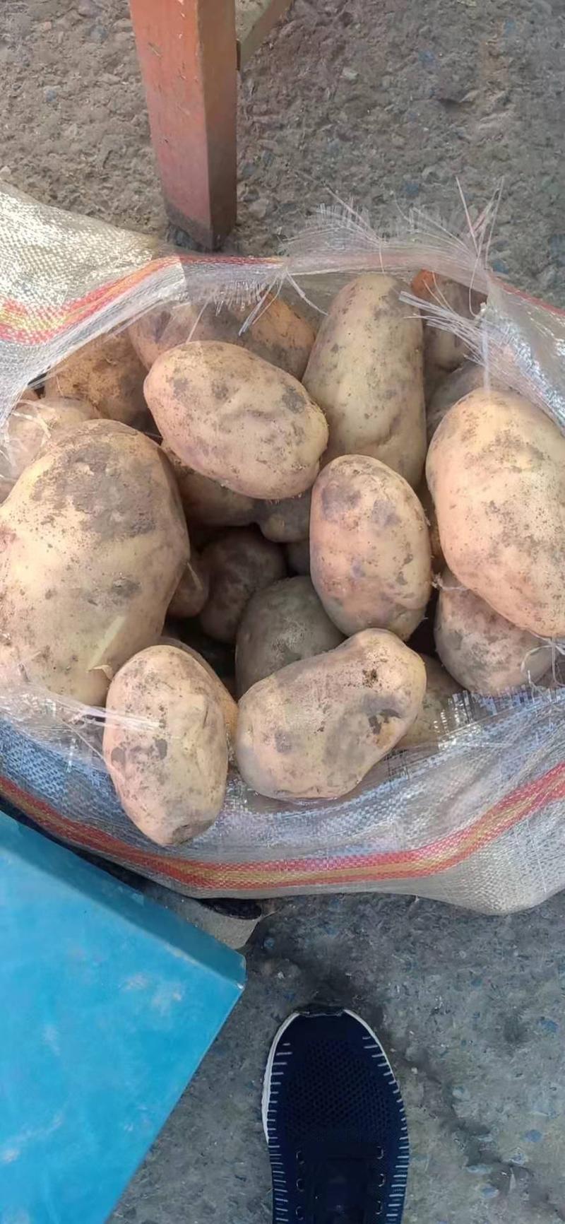 【土豆】精品荷兰土豆产地直发可视频看货欢迎咨询