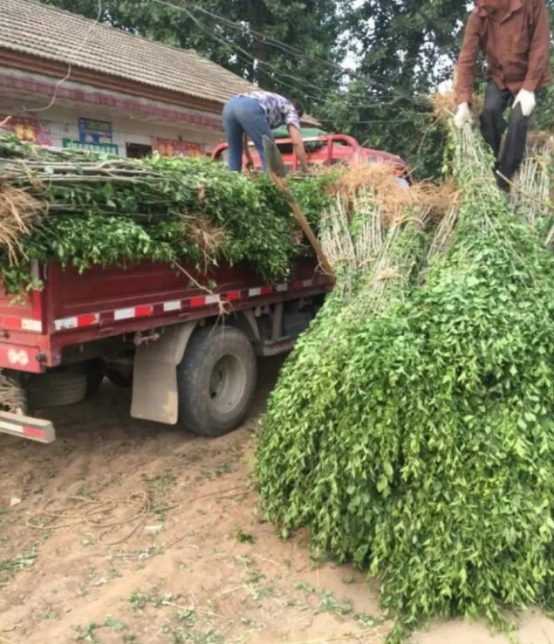 木瑾苗成活率高耐旱耐寒食用花朵《生长速度快》木瑾