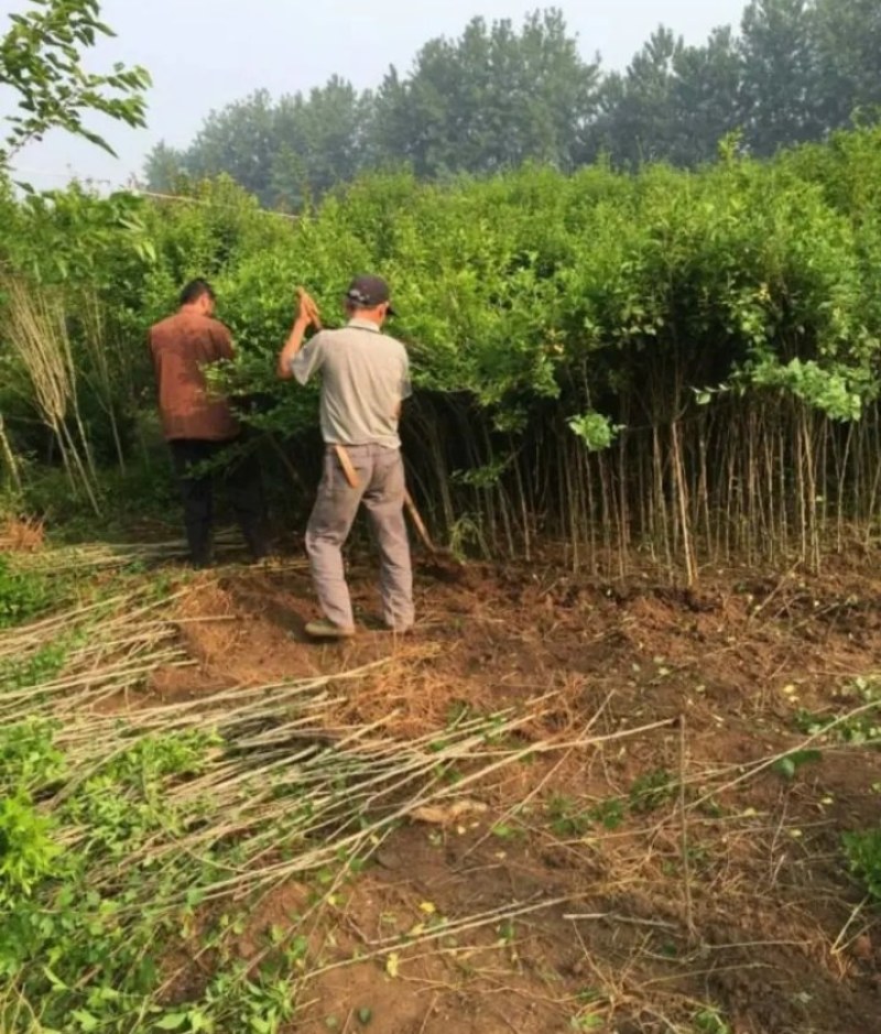 木瑾苗成活率高耐旱耐寒食用花朵《生长速度快》木瑾