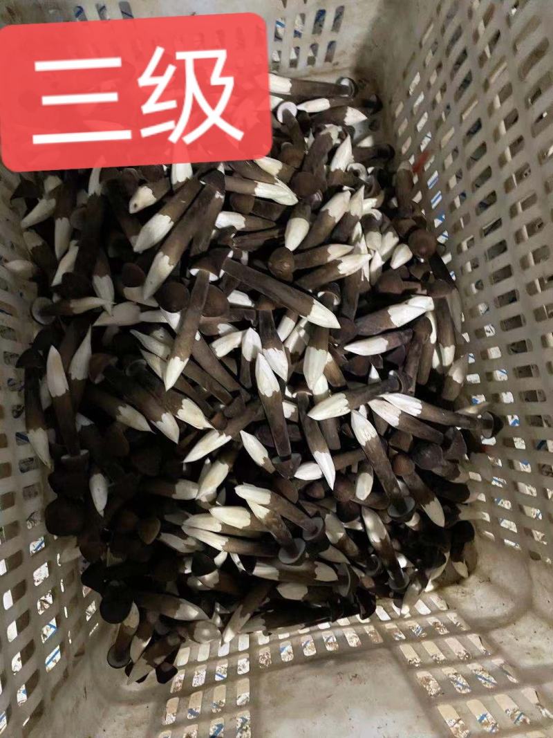 黑的黑皮鸡枞菌，头茬，数量有限，欢迎预订！！！
