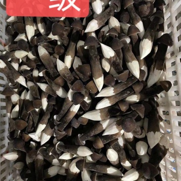 黑的黑皮鸡枞菌，头茬，数量有限，欢迎预订！！！