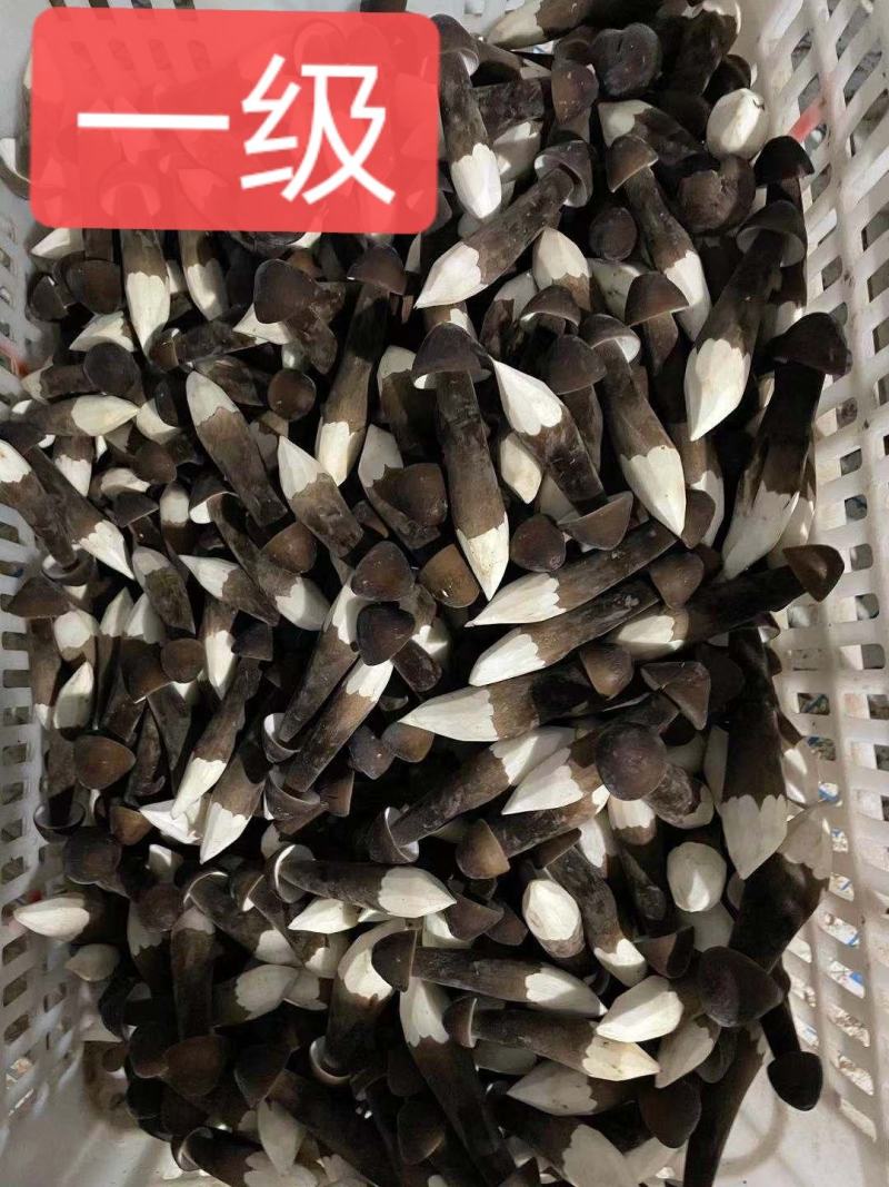 黑的黑皮鸡枞菌，头茬，数量有限，欢迎预订！！！