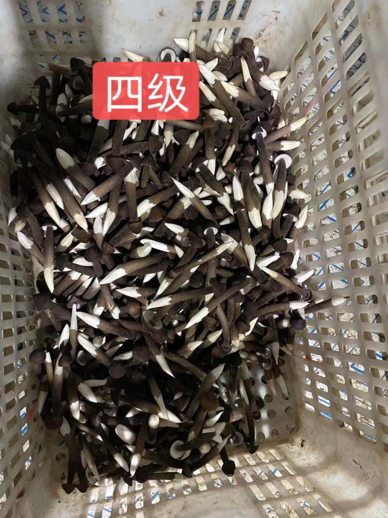 黑的黑皮鸡枞菌，头茬，数量有限，欢迎预订！！！
