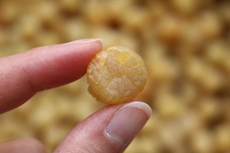 300头大连元贝瑶柱接近足干颜色金黄