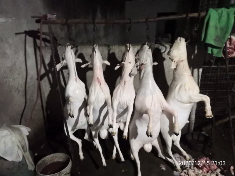 山羊肉，吃草山羊，肉质鲜美