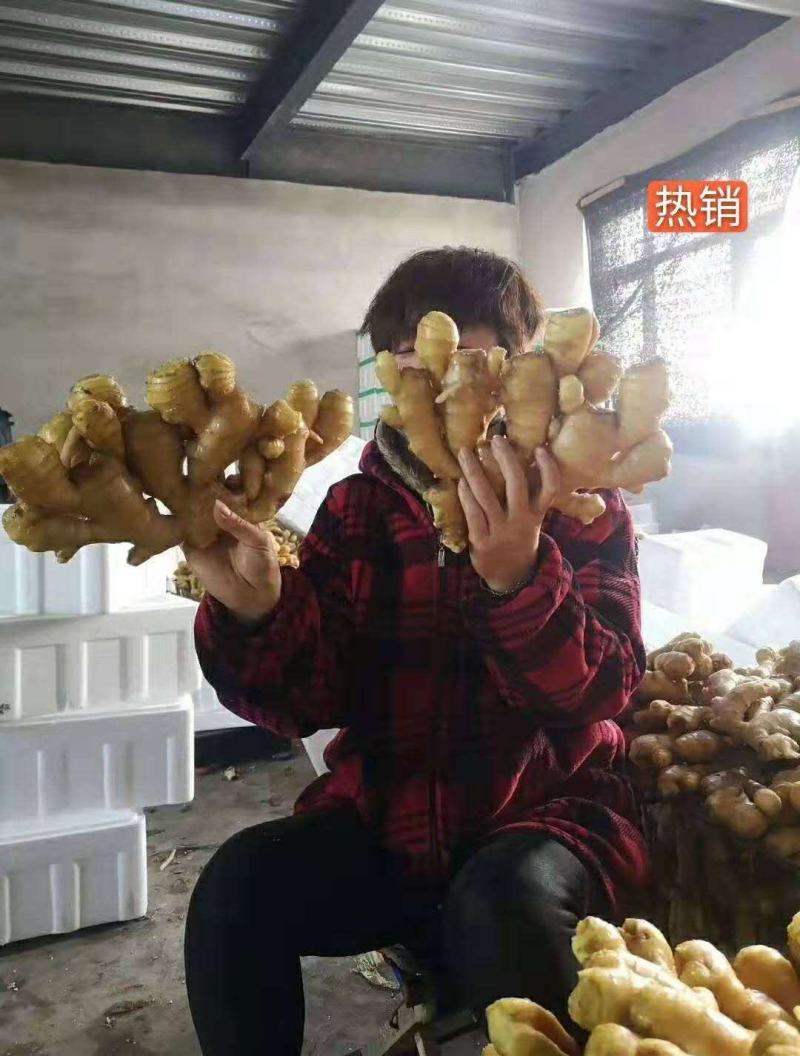 陕西-生姜产地批发超市加工全年批发零售