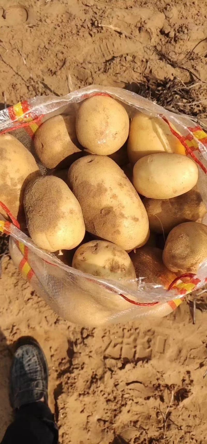 陕西现挖精品沙地V7土豆，个大新鲜，欢迎各地采购商来电