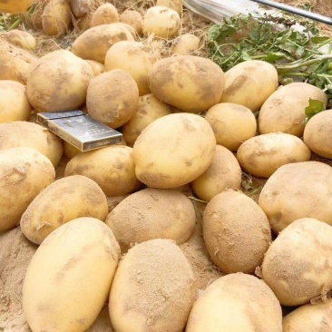 陕西现挖精品沙地V7土豆，个大新鲜，欢迎各地采购商来电