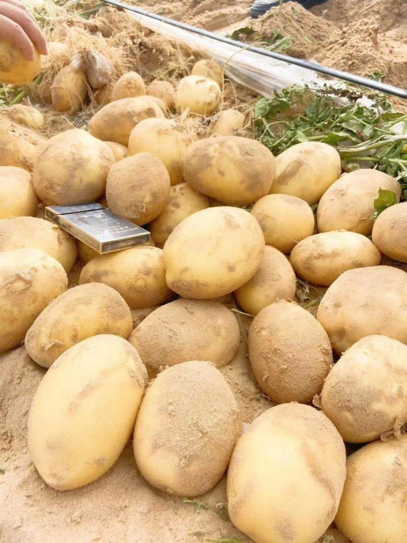 陕西现挖精品沙地V7土豆，个大新鲜，欢迎各地采购商来电