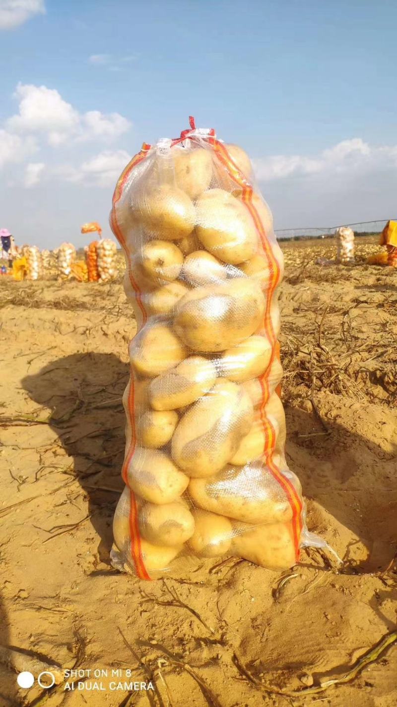 陕西现挖精品沙地V7土豆，个大新鲜，欢迎各地采购商来电
