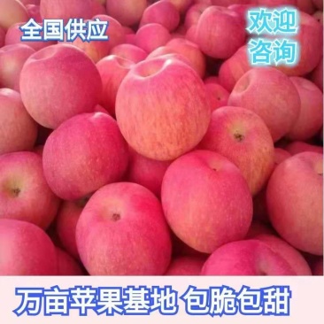 【热销苹果】山东日照基地直发脆甜多汁口感好客户都说好！