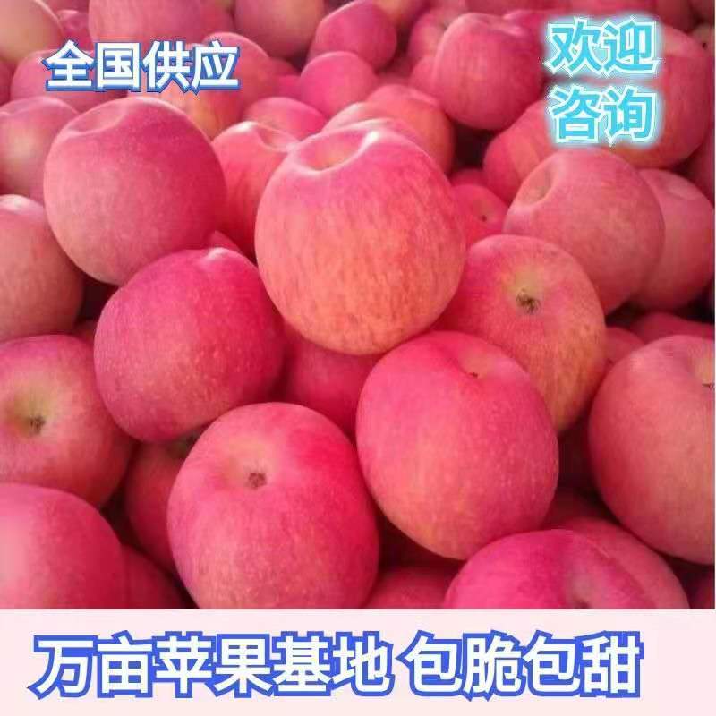 【热销苹果】山东日照基地直发脆甜多汁口感好客户都说好！