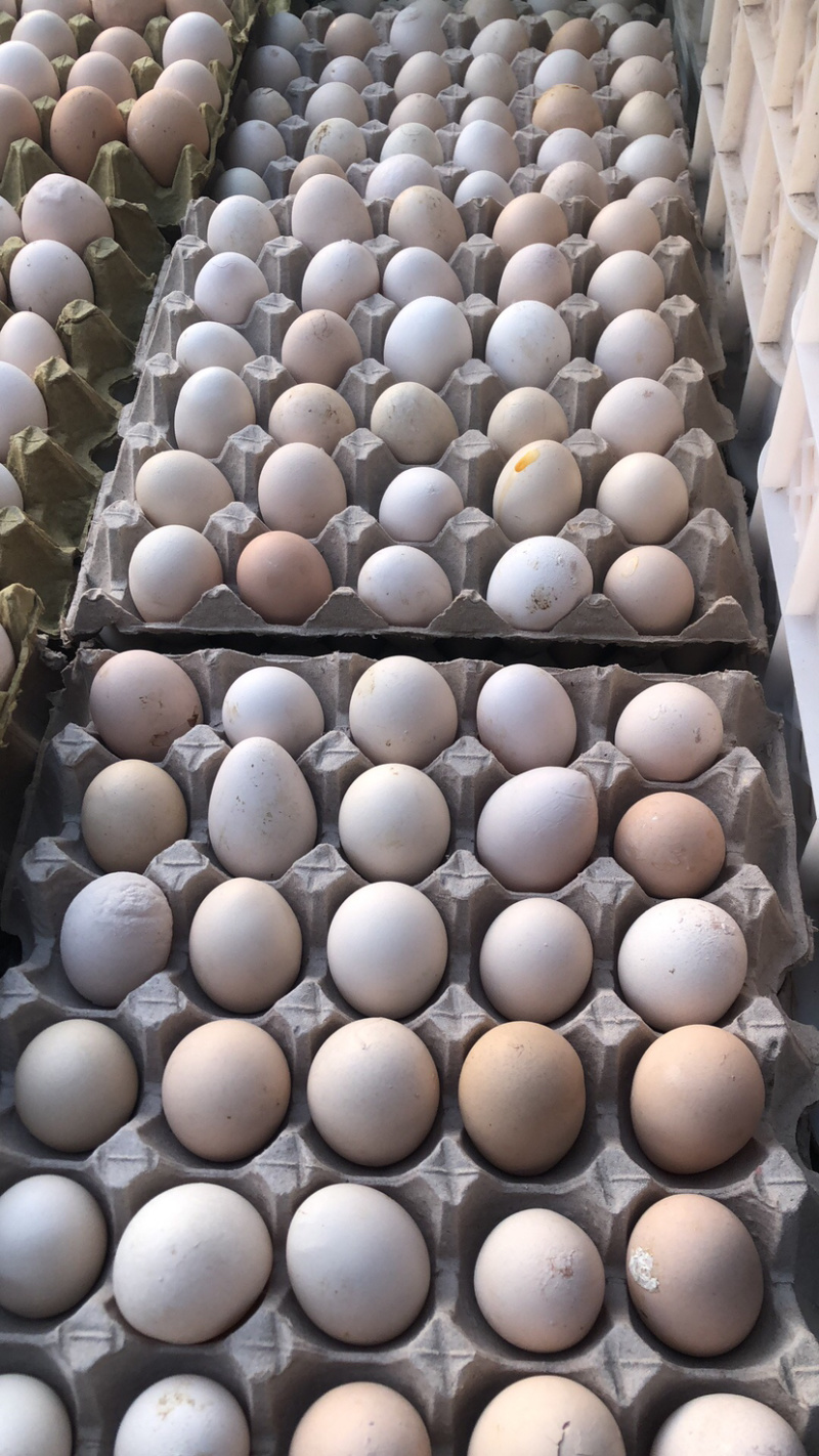 【长期供应】鲜鸡蛋次品鸡蛋畸形鸡蛋双簧蛋种类齐全