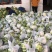 精品实花菜湖北基地直发价格美丽欢迎咨询
