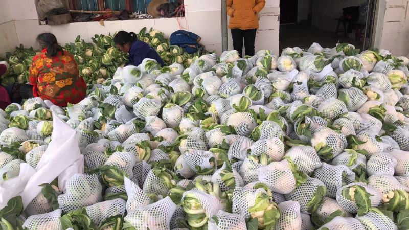 精品实花菜湖北基地直发价格美丽欢迎咨询
