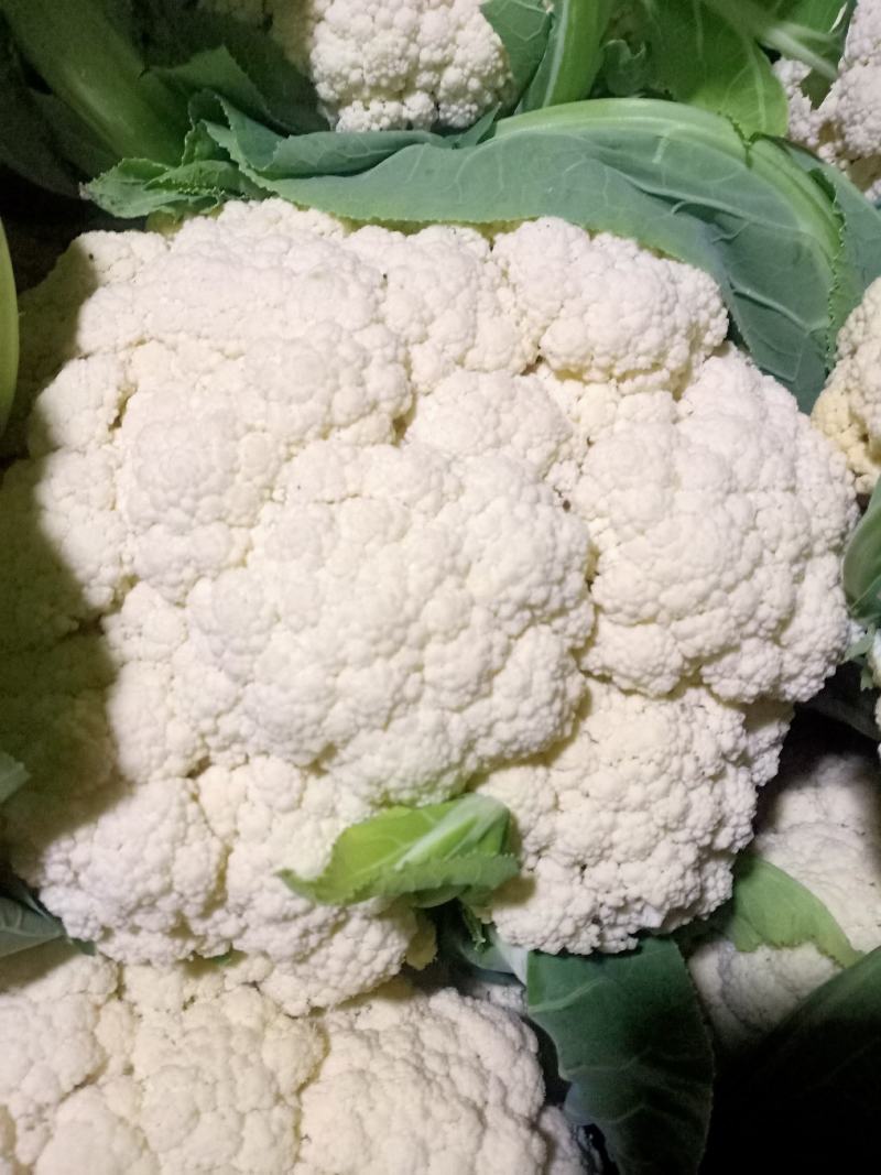 有机松花菜青杆白面小米粒
