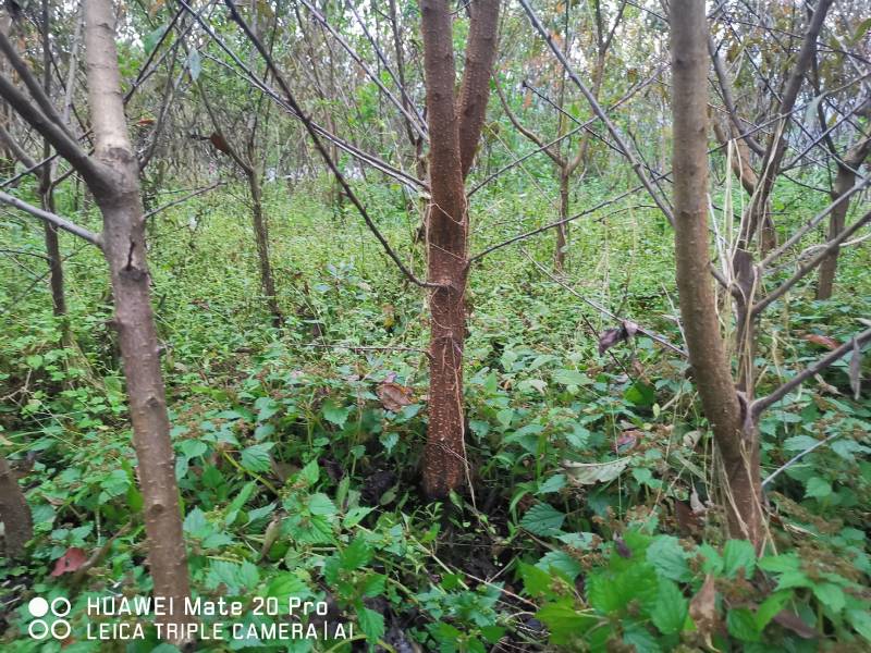 四川，青脆李三年苗，品种保证，基地直供提供技术指导