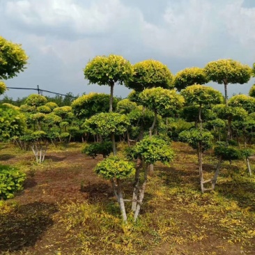 金叶榆造型树彩叶景观绿化树多捧造型树实地看苗订购