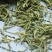 特级特绿金银花没有杂质干度好