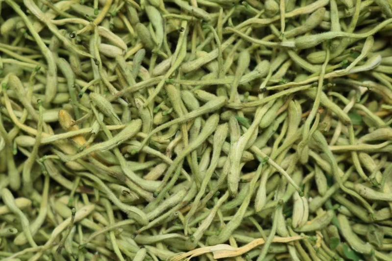 特级特绿金银花没有杂质干度好