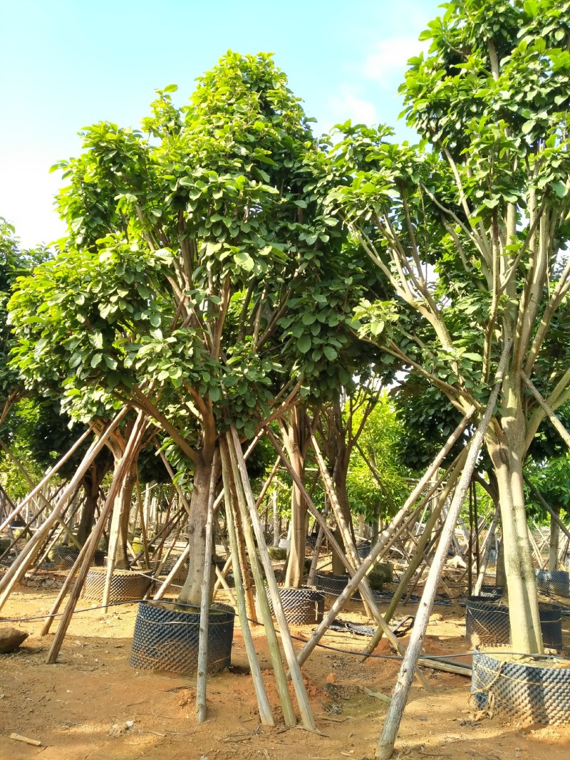 萍婆，白兰大量供应绿化苗木
