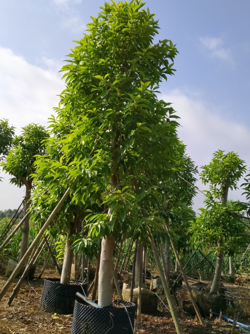 萍婆，白兰大量供应绿化苗木