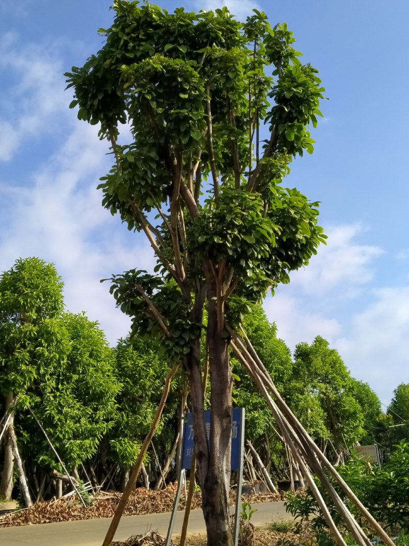 萍婆，白兰大量供应绿化苗木