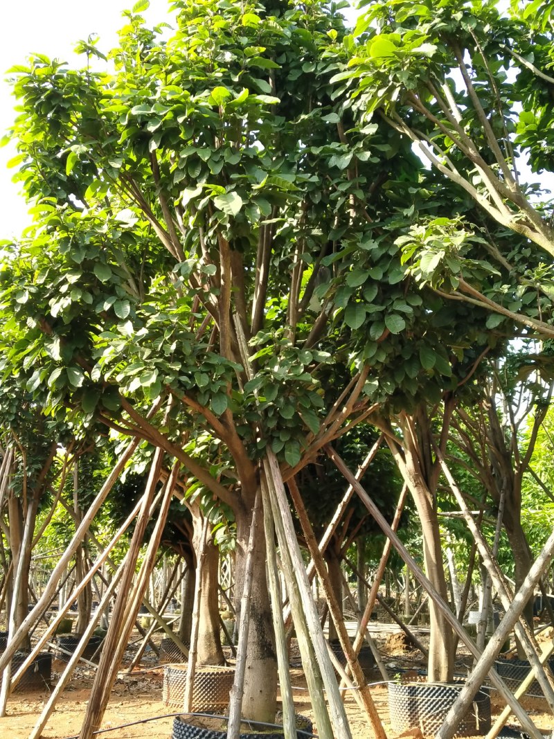 萍婆，白兰大量供应绿化苗木