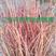 红叶复叶槭接穗嫁接繁育种条提供技术服务全国办理发货