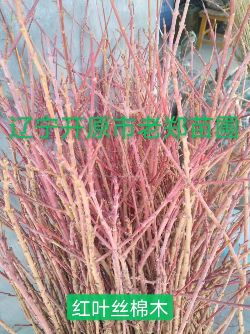 红叶复叶槭接穗嫁接繁育种条提供技术服务全国办理发货