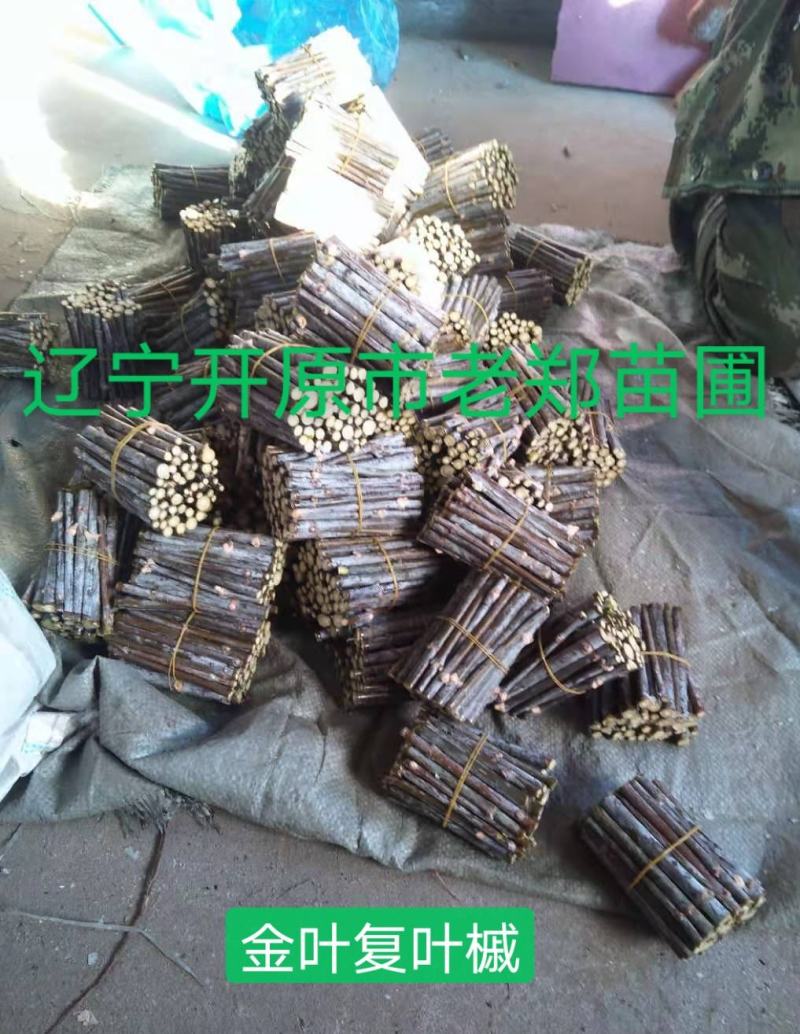 金叶榆接穗金叶复叶槭种条金叶卫矛嫁接种苗全国可批发
