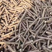 金叶榆接穗金叶复叶槭种条金叶卫矛嫁接种苗全国可批发