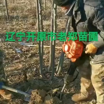 紫叶稠李行道树园林绿化景观树丛生紫叶稠李实地看苗