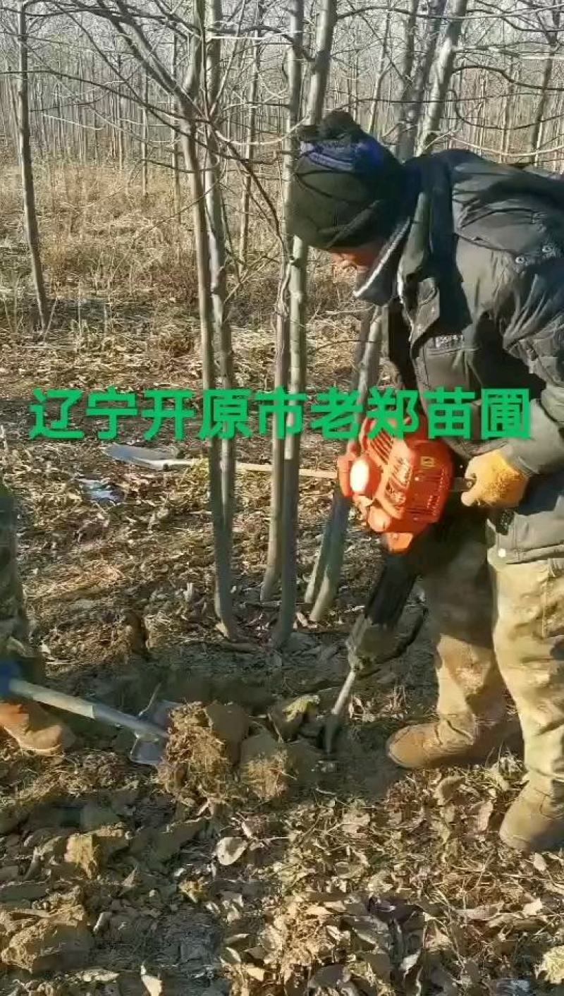 紫叶稠李行道树园林绿化景观树丛生紫叶稠李实地看苗