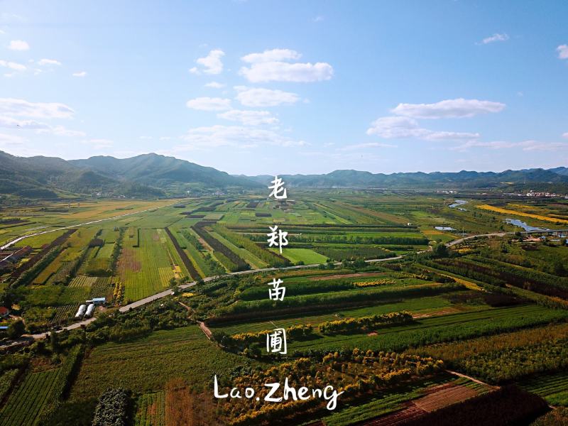 紫叶稠李行道树园林绿化景观树丛生紫叶稠李实地看苗