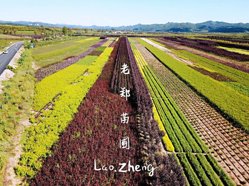紫叶稠李行道树园林绿化景观树丛生紫叶稠李实地看苗