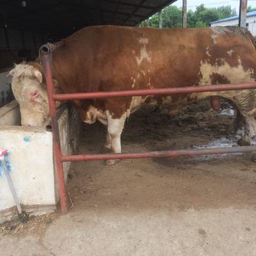 西门塔尔牛，纯种西门塔尔牛牛犊，长势快，好饲养，免费送货