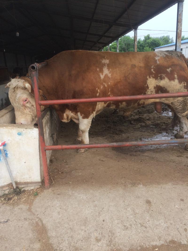 西门塔尔牛，纯种西门塔尔牛牛犊，长势快，好饲养，免费送货