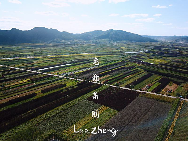 京桃种子山桃树苗种子看桃绿化景观树实地看苗订购